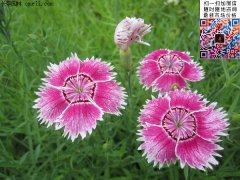 ����ʯ��