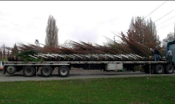 綠化苗木苗圃 綠化苗木苗圃