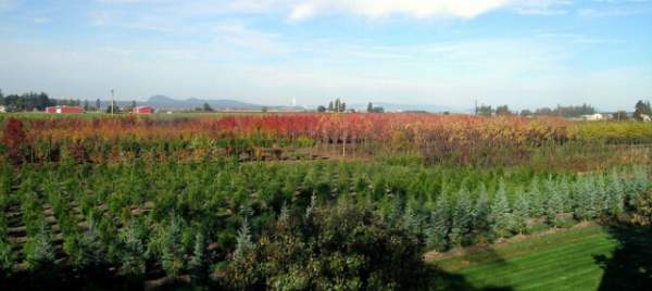 學習國外苗木行業經驗，搶先了解國內市場動態