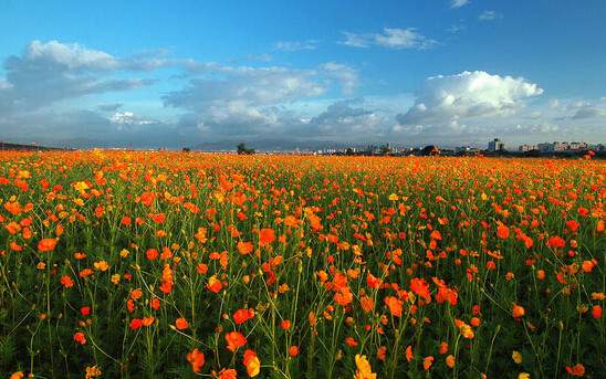學習國外苗木行業經驗，搶先了解國內市場動態