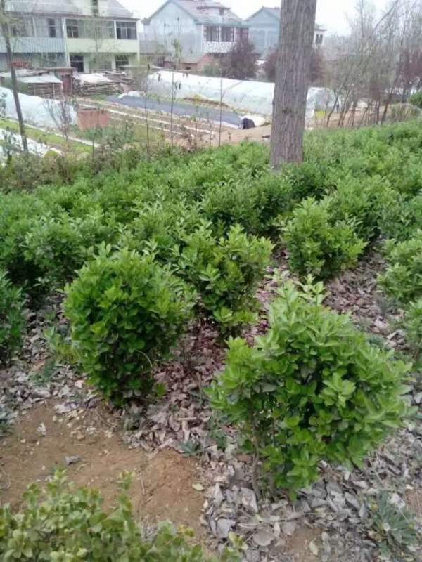 80公分大葉黃楊球價(jià)格 80公分大葉黃楊球價(jià)格