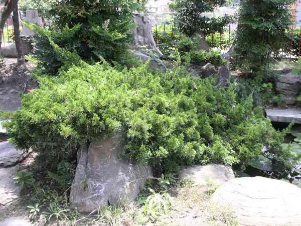 沙地柏和鋪地柏的區別？