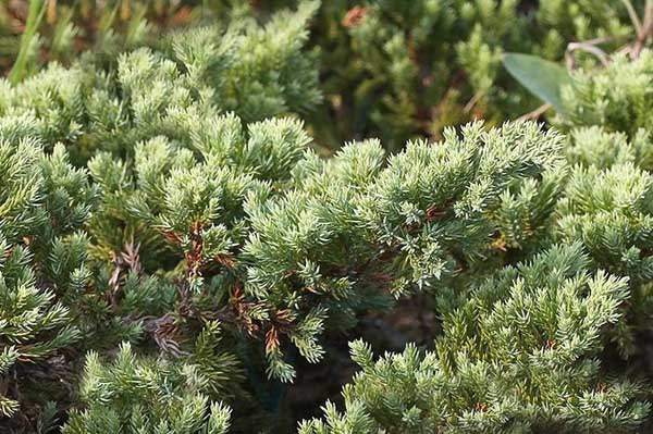 沙地柏和鋪地柏的區別？