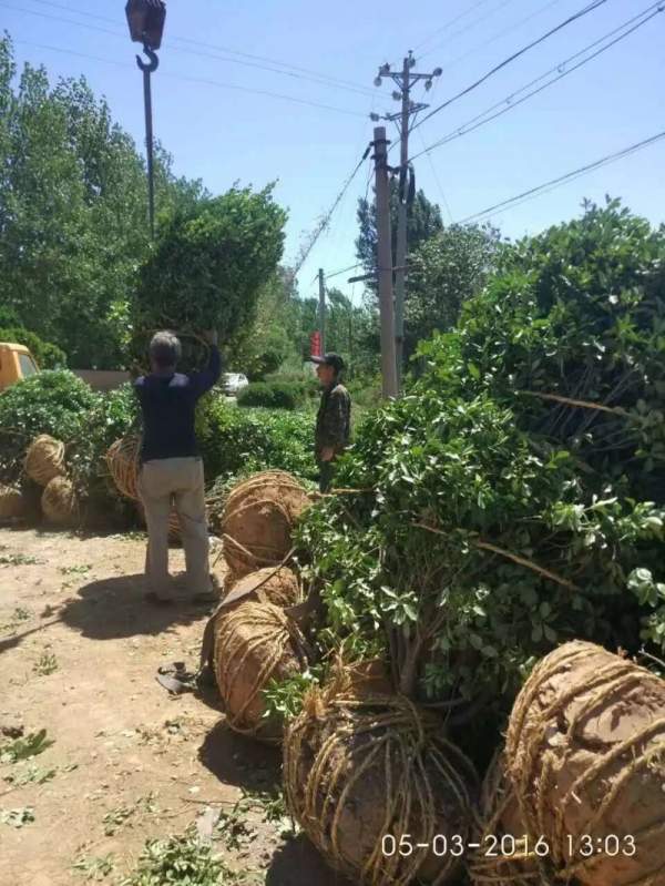 大葉黃楊球 大葉黃楊球