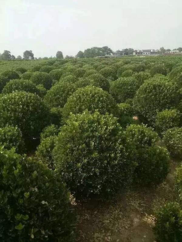 江蘇大葉黃楊 江蘇大葉黃楊