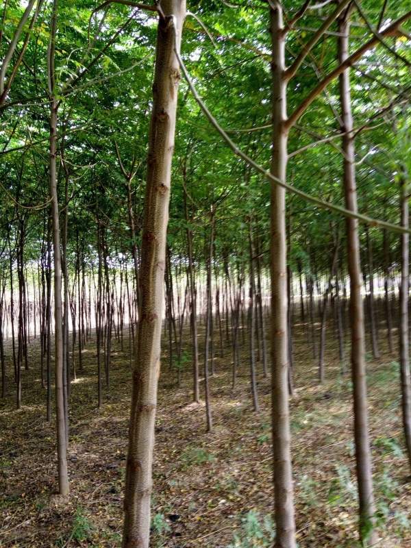 銷售7公分8公分苦楝樹 銷售7公分8公分苦楝樹