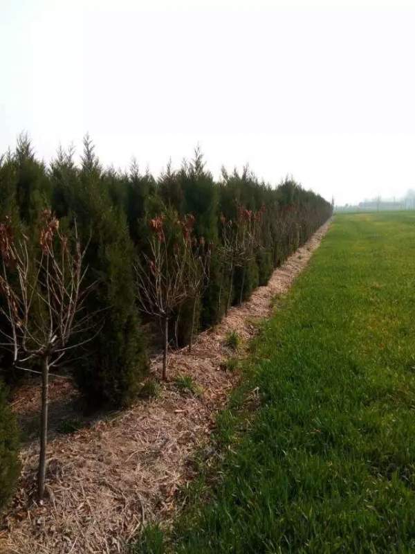 高度3米3.5米大蜀檜裝車_現場圖片 高度3米3.5米大蜀檜裝車_現場圖片