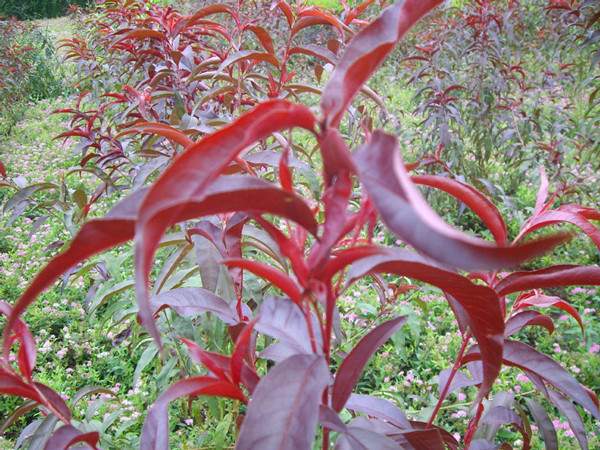 紫葉碧桃--長景園林