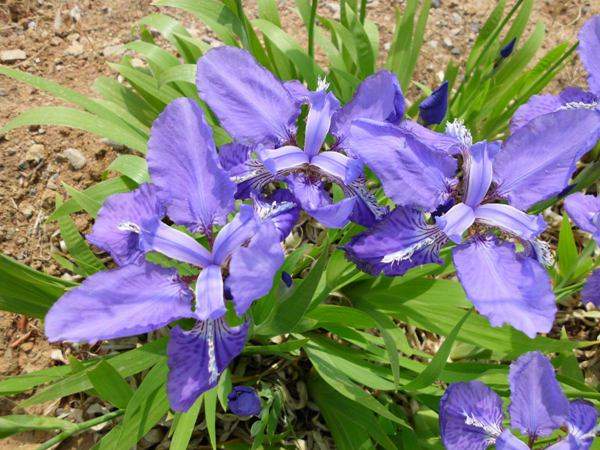 馬蘭花基地實(shí)拍圖片