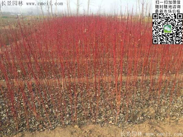 歐洲紅瑞木 歐洲紅瑞木