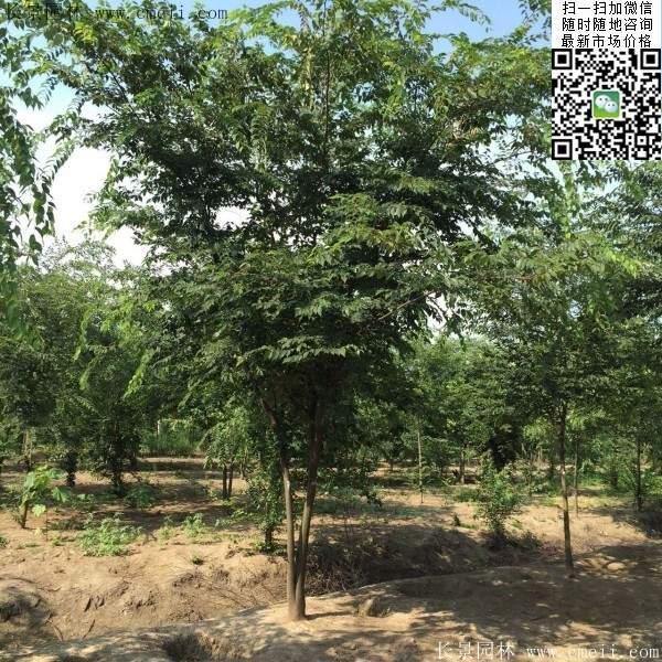 櫸樹綠化 櫸樹綠化