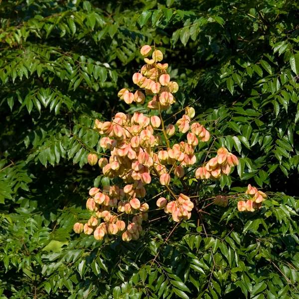 欒樹(shù) 欒樹(shù)