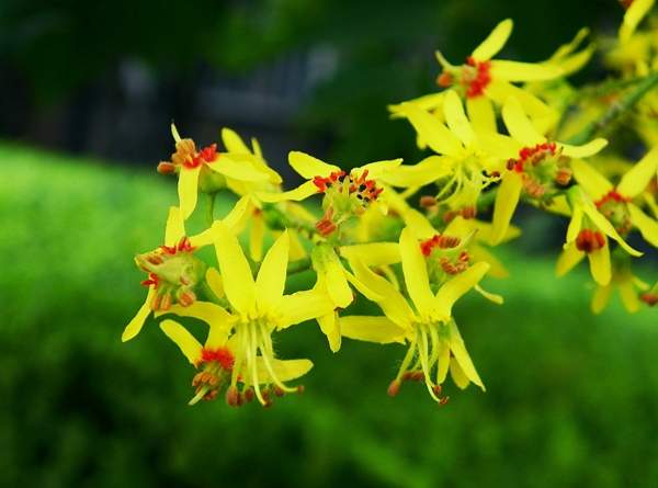 欒樹(shù) 欒樹(shù)