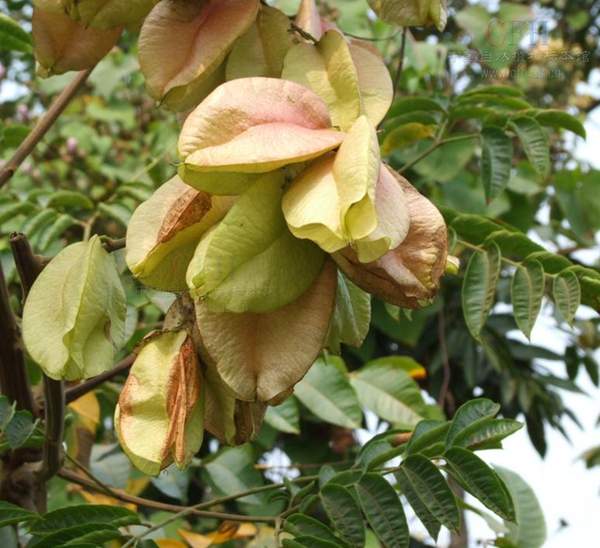 欒樹(shù) 欒樹(shù)