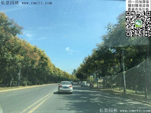 欒樹(shù) 欒樹(shù)