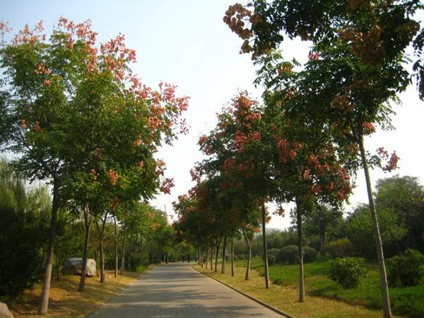 欒樹(shù) 欒樹(shù)