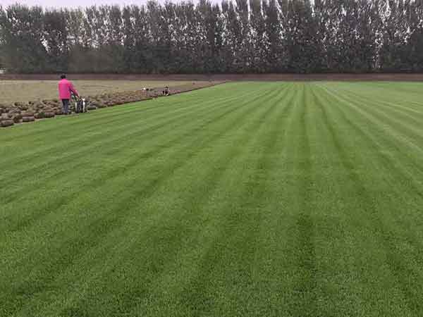 四季青草坪圖片 四季青草坪圖片