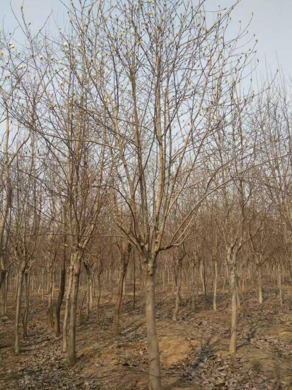 白玉蘭圖片白玉蘭基地實拍 白玉蘭圖片白玉蘭基地實拍