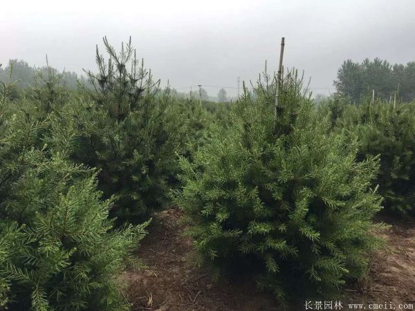 白皮松圖片白皮松基地實(shí)拍 白皮松圖片白皮松基地實(shí)拍