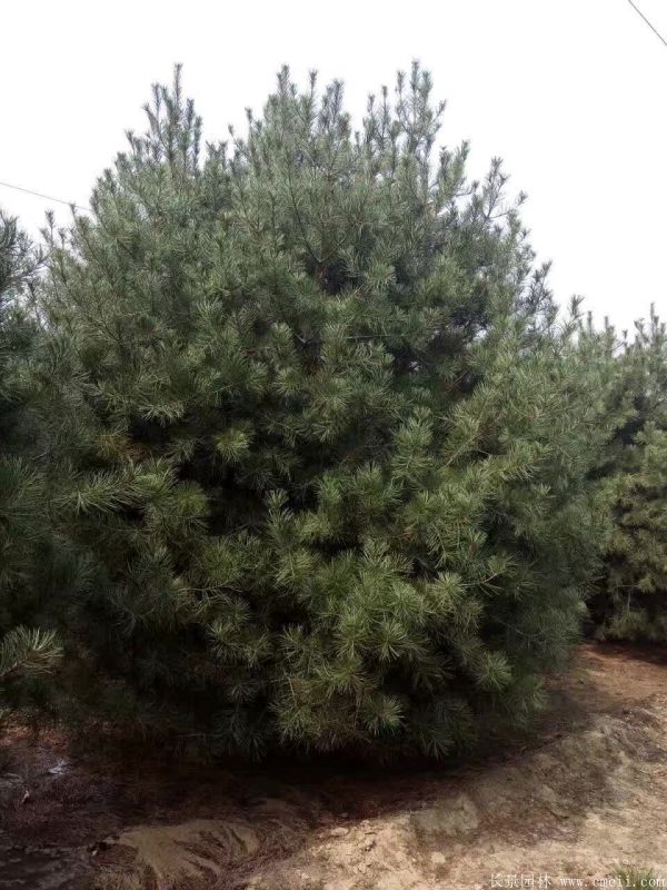 白皮松圖片白皮松基地實(shí)拍 白皮松圖片白皮松基地實(shí)拍