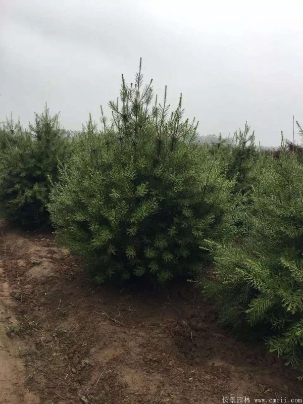 白皮松圖片白皮松基地實(shí)拍 白皮松圖片白皮松基地實(shí)拍