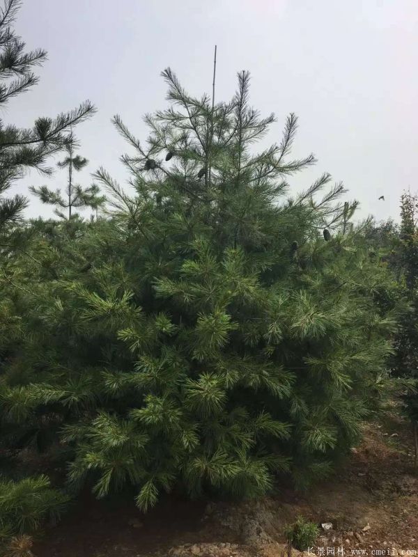 白皮松圖片白皮松基地實(shí)拍 白皮松圖片白皮松基地實(shí)拍