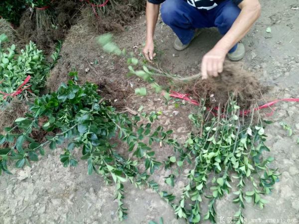 大葉黃楊苗圖片基地實拍 大葉黃楊苗圖片基地實拍