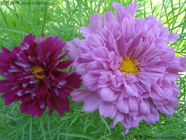 波斯菊種子發(fā)芽出苗開(kāi)花圖片 波斯菊種子發(fā)芽出苗開(kāi)花圖片