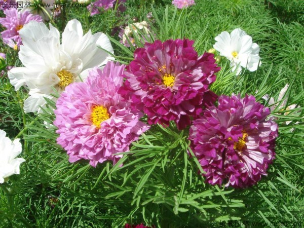 波斯菊種子發(fā)芽出苗開(kāi)花圖片 波斯菊種子發(fā)芽出苗開(kāi)花圖片