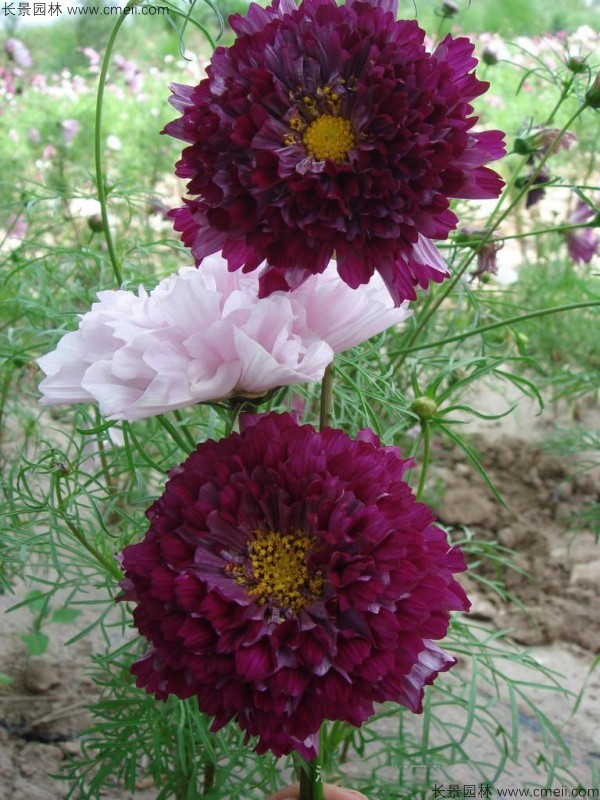 波斯菊種子發(fā)芽出苗開(kāi)花圖片 波斯菊種子發(fā)芽出苗開(kāi)花圖片