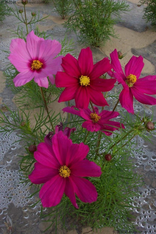 波斯菊種子發芽出苗開花圖片 波斯菊種子發芽出苗開花圖片