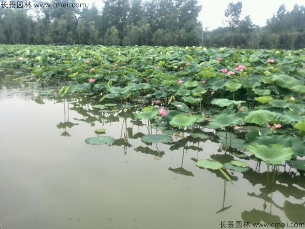 荷花種子發(fā)芽出苗圖片