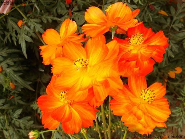 硫華菊種子發芽出苗圖片 硫華菊種子發芽出苗圖片