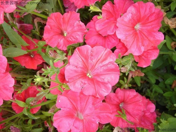 牽?；ǚN子發(fā)芽出苗開花圖片