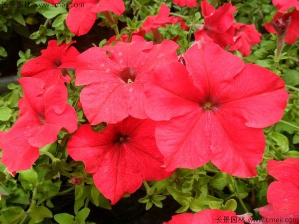 牽?；ǚN子發(fā)芽出苗開花圖片