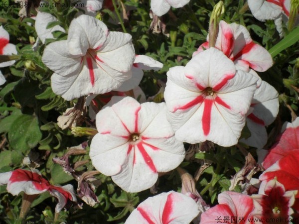 牽?；ǚN子發(fā)芽出苗開花圖片