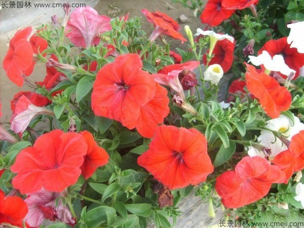 牽?；ǚN子發(fā)芽出苗開花圖片