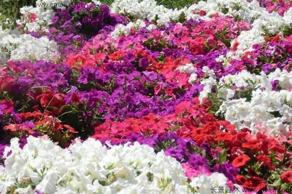 牽?；ǚN子發(fā)芽出苗開花圖片