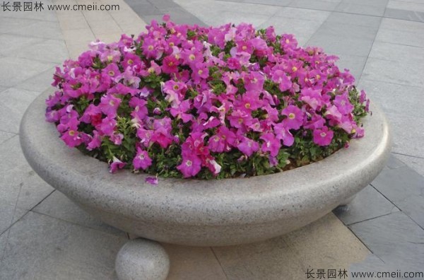 牽?；ǚN子發(fā)芽出苗開花圖片