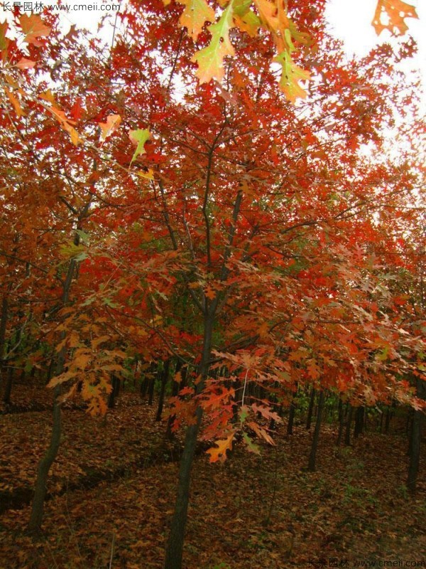 橡樹(shù)種子發(fā)芽出苗圖片