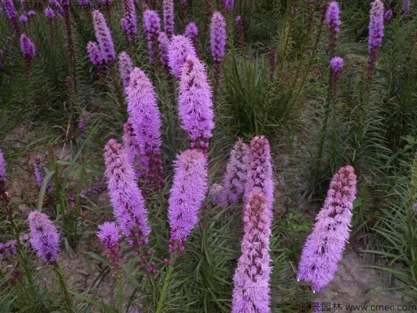 蛇鞭菊種子圖片 蛇鞭菊種子圖片