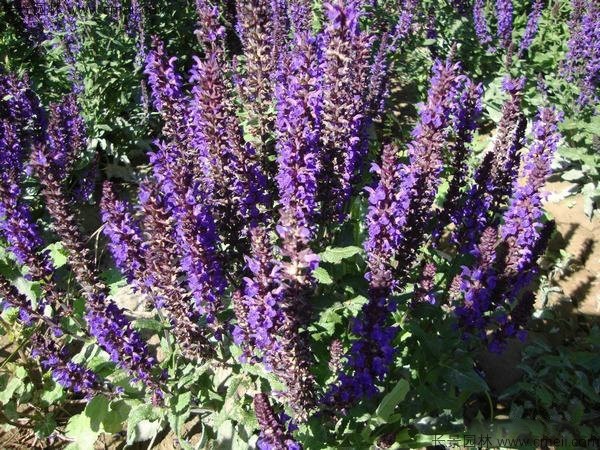 留蘭香薄荷 留蘭香薄荷