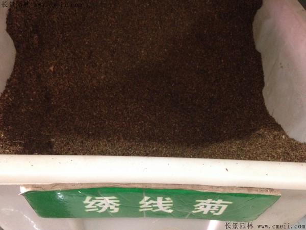 繡線(xiàn)菊種子圖片