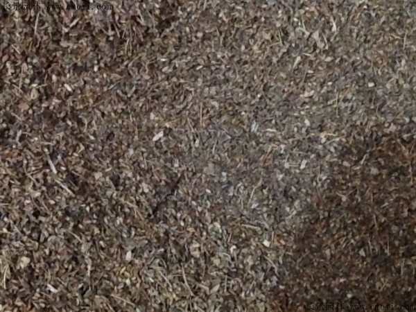 繡線(xiàn)菊種子圖片