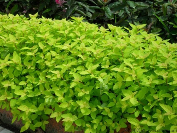 繡線(xiàn)菊種子發(fā)芽出苗圖片