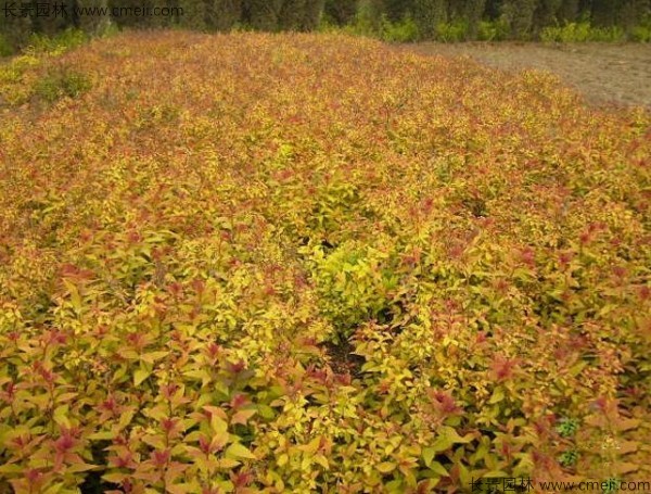 繡線(xiàn)菊種子發(fā)芽出苗圖片