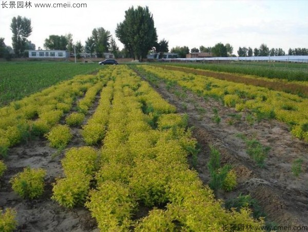 繡線(xiàn)菊種子發(fā)芽出苗圖片