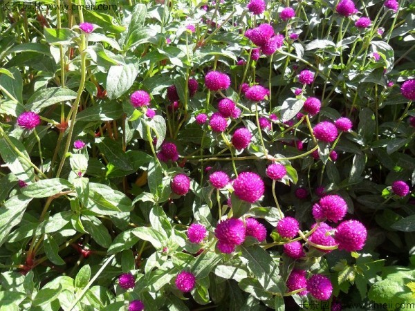 千日紫種子發(fā)芽出苗開花圖片 千日紫種子發(fā)芽出苗開花圖片