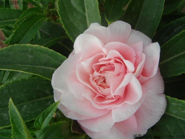 指甲花種子發芽出苗開花圖片