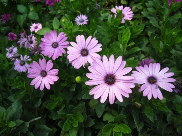 南非萬(wàn)壽菊 南非萬(wàn)壽菊